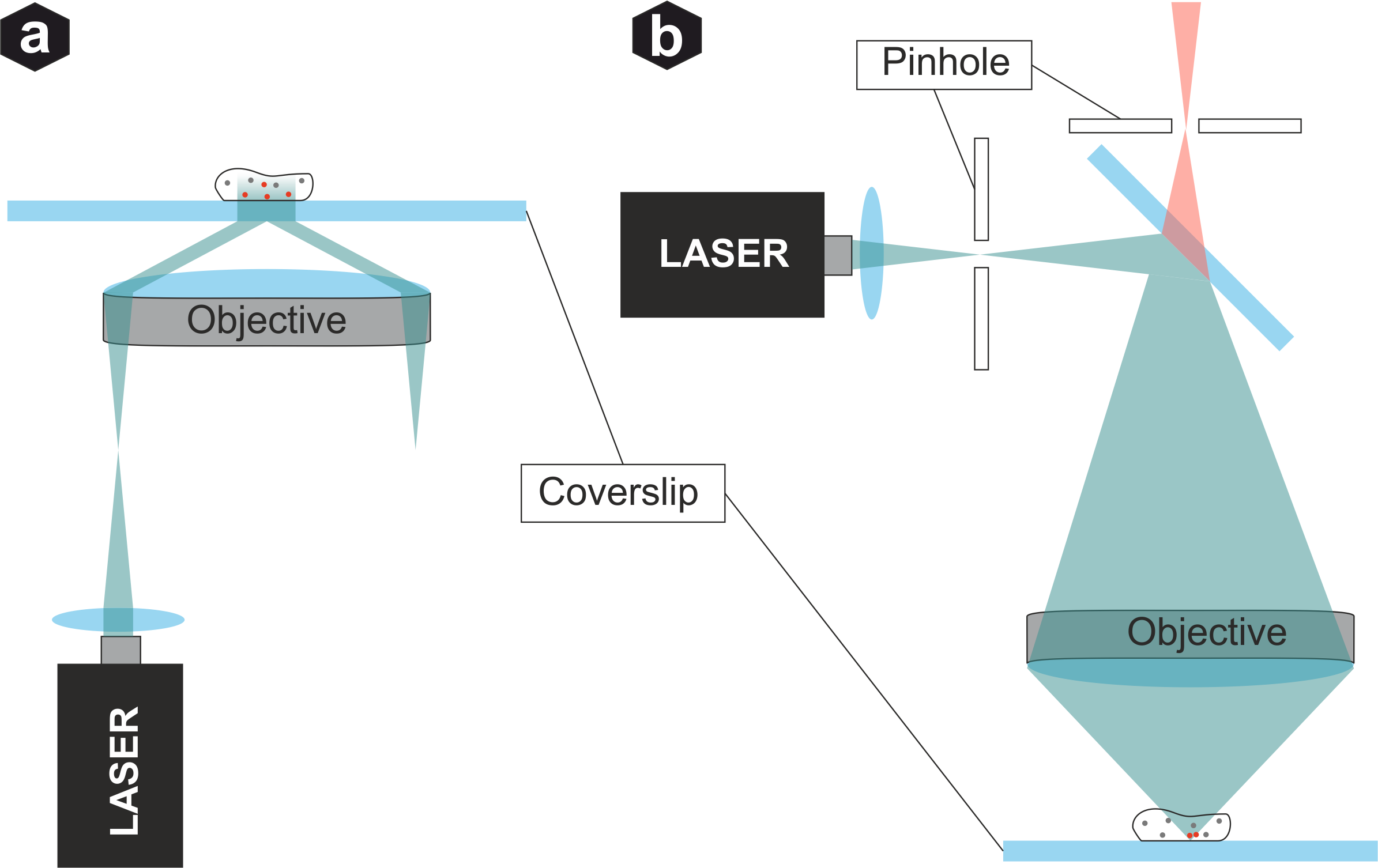 TIRF and confocal microscopy comparison