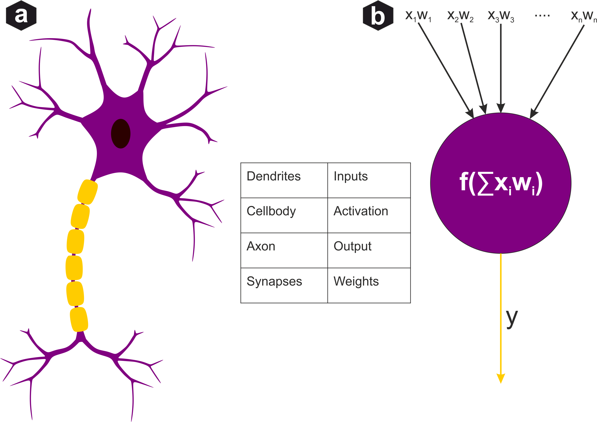 Biological neuron vs artificial perceptron